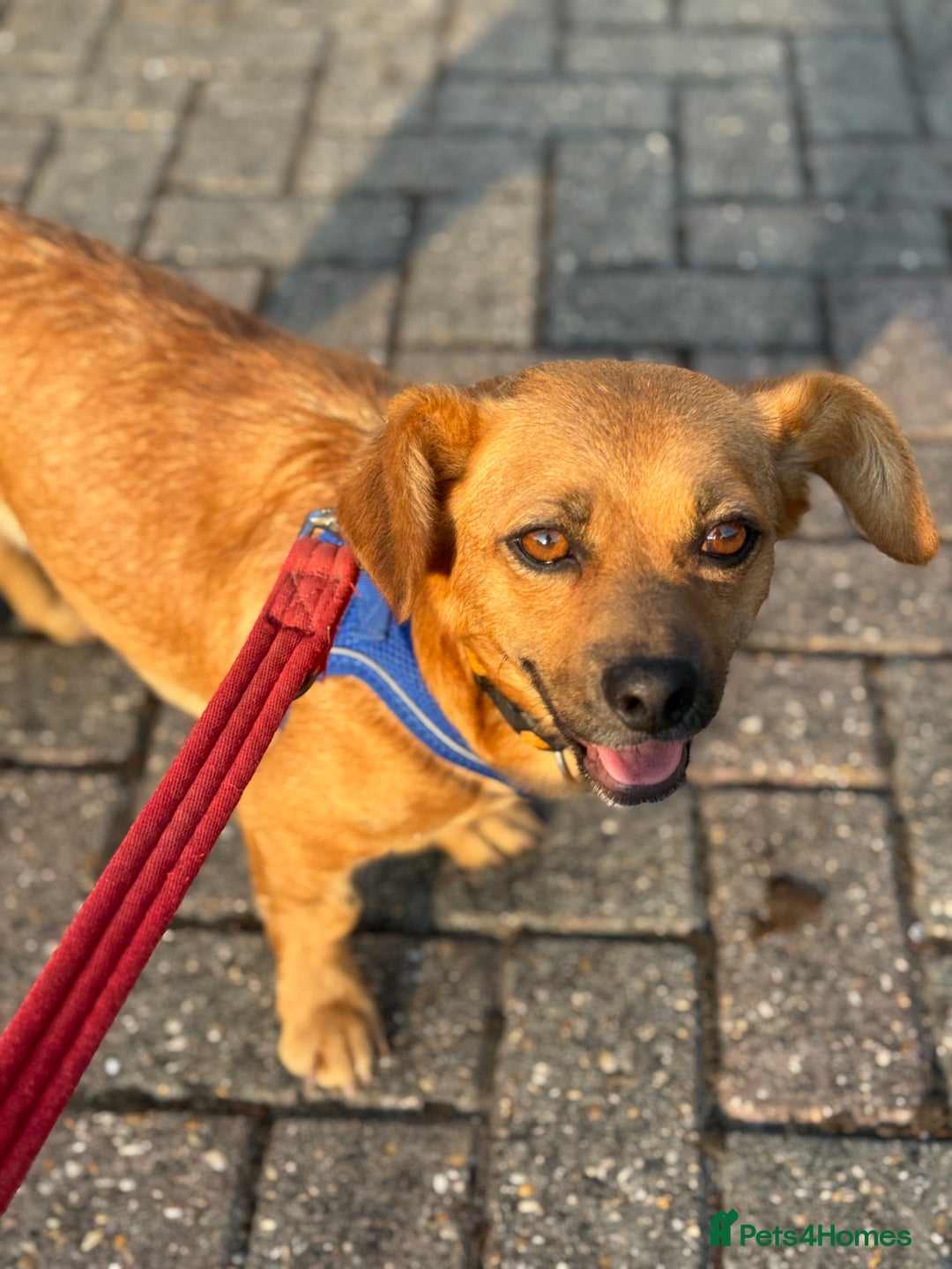 Mixed Breed dogs for adoption: Lovely Luna looking for LOVE - Image 13