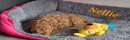 Cavapoo dogs for sale: LAST FOX RED GORGEOUS GIRL AVAILABLE NOW - Advert 24