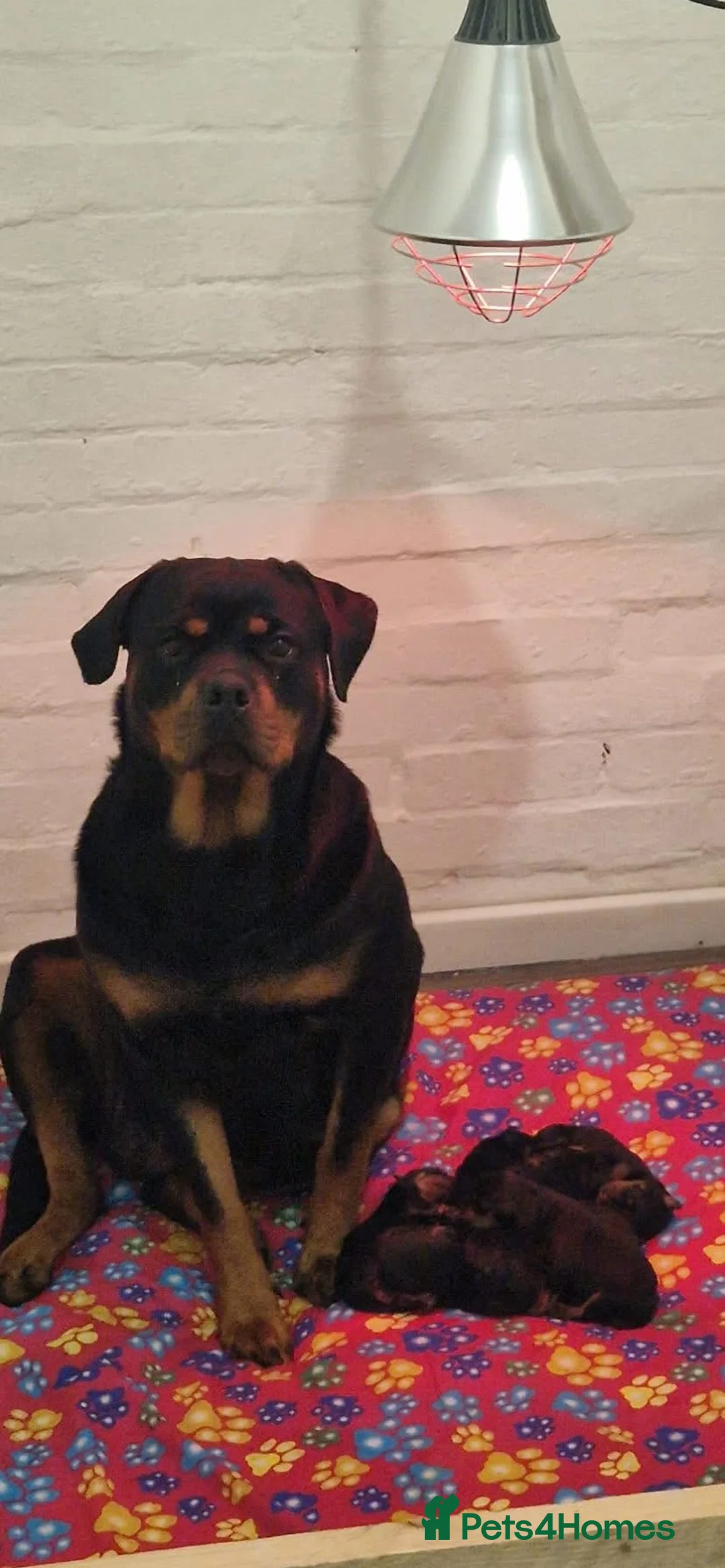 Rottweiler dogs for sale: Female ready to leave 23rd February  - Advert 7
