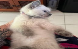 Ragdoll cats for sale: Home raised purebred ragdolls available - Image 2