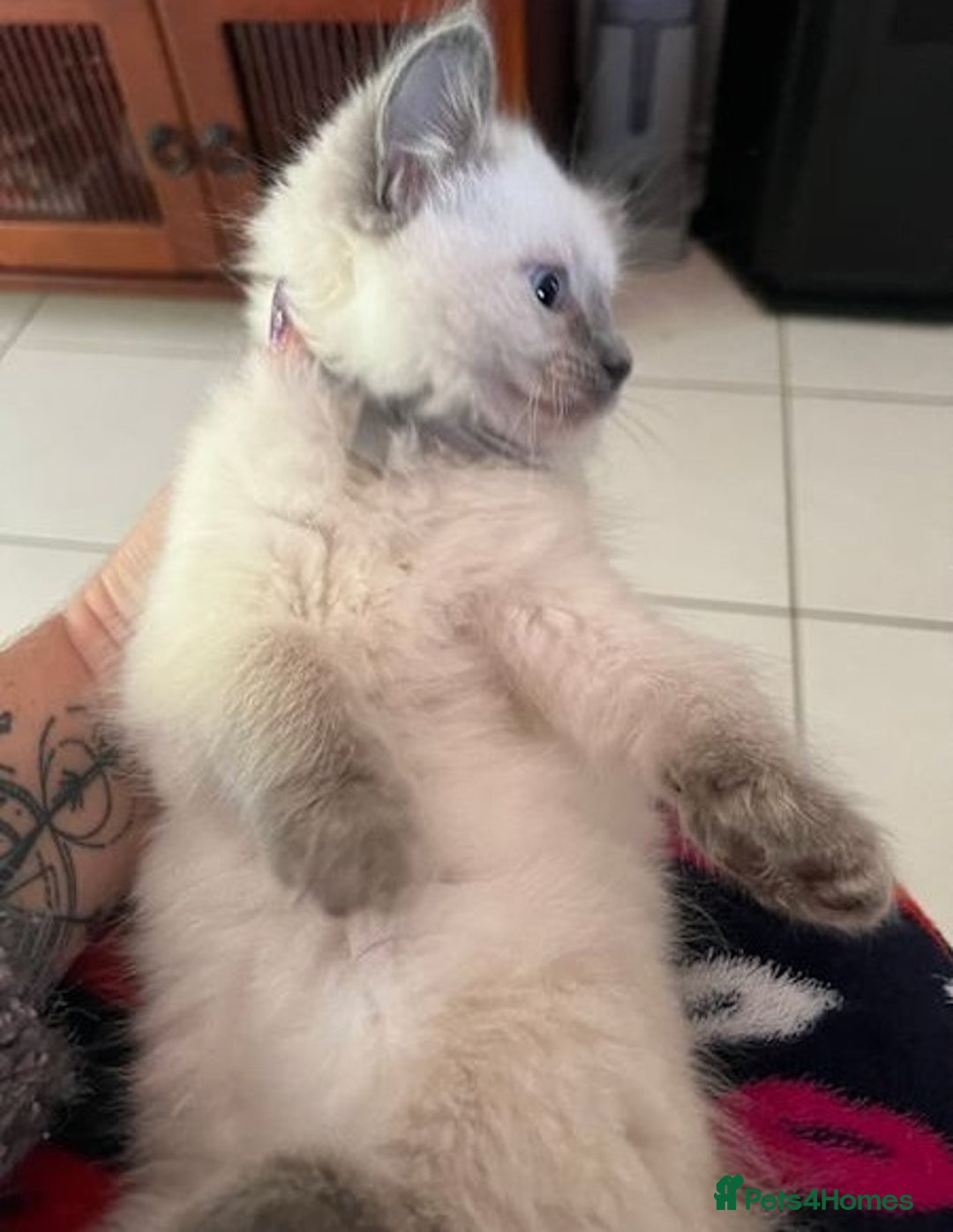 Ragdoll cats for sale: Home raised purebred ragdolls available - Image 2