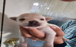 Chihuahua dogs for sale: 4 baby boy chiuaua  - Image 2