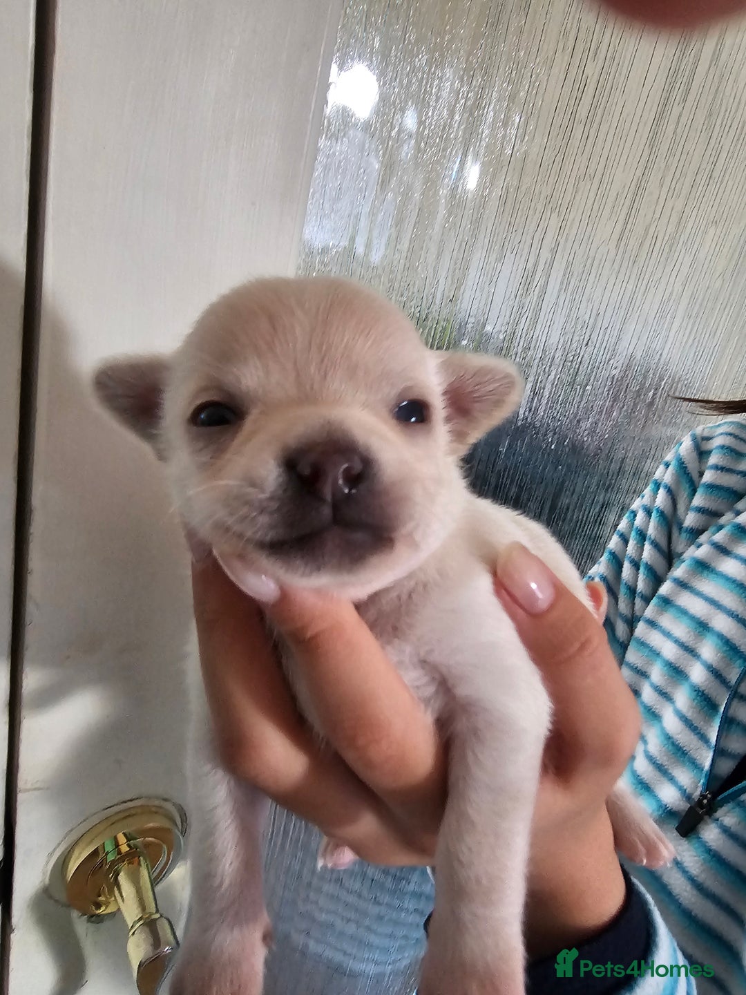 Chihuahua dogs for sale: 4 baby boy chiuaua  - Image 2