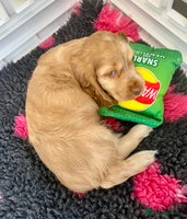 Cocker Spaniel dogs - Advert 4