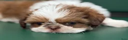Shih Tzu dogs for sale: Highly Pedigreed Pure Breed Shih Tzu Puppies - Advert 8