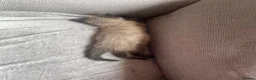 Mixed Breed cats for sale: Two kittens looking for their forever families  in Glasgow - Advert 19