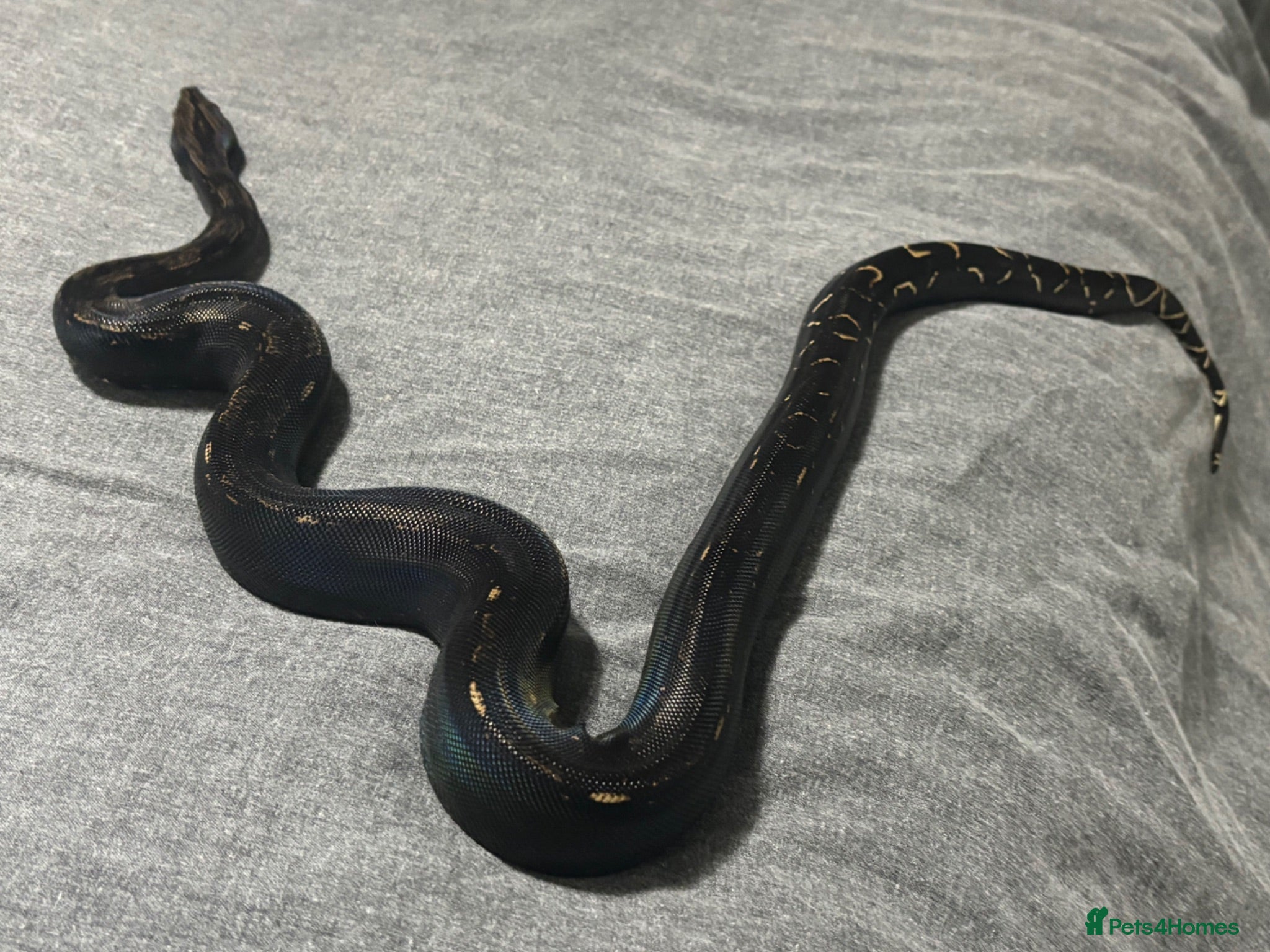 Boa Snake reptiles IMG Black Devil male Boa and setup  - Advert 3