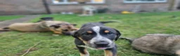 Mixed Breed dogs for sale: One Lovely Kangal Mix Girl - Advert 1