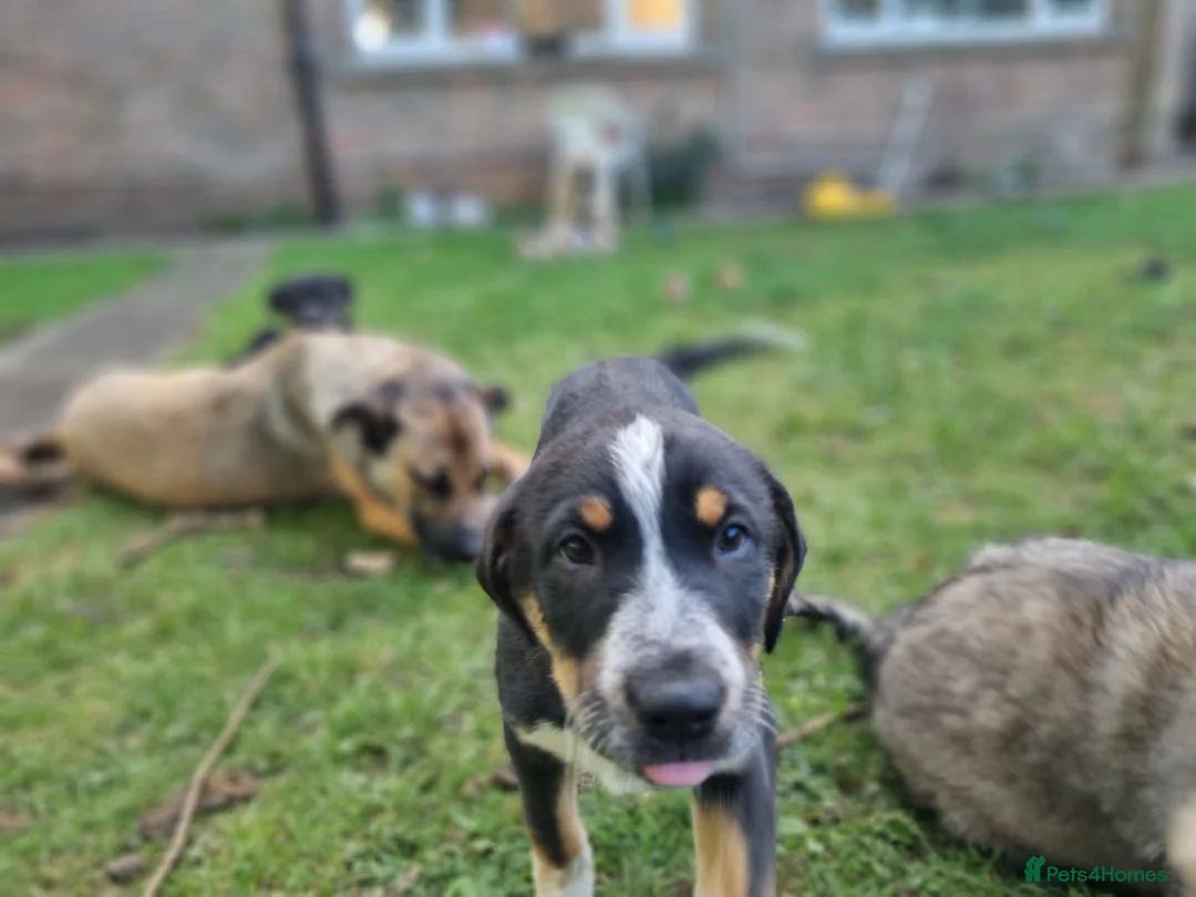 Mixed Breed dogs for sale: One Lovely Kangal Mix Girl - Advert 1