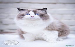 Ragdoll cats for stud: 5 Pedigree TICA European Famous R-Bloodline  in London - Image 4