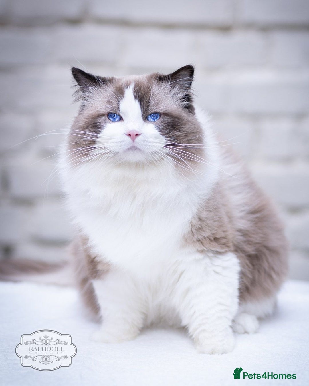 Ragdoll cats for stud: 5 Pedigree TICA European Famous R-Bloodline  in London - Image 4