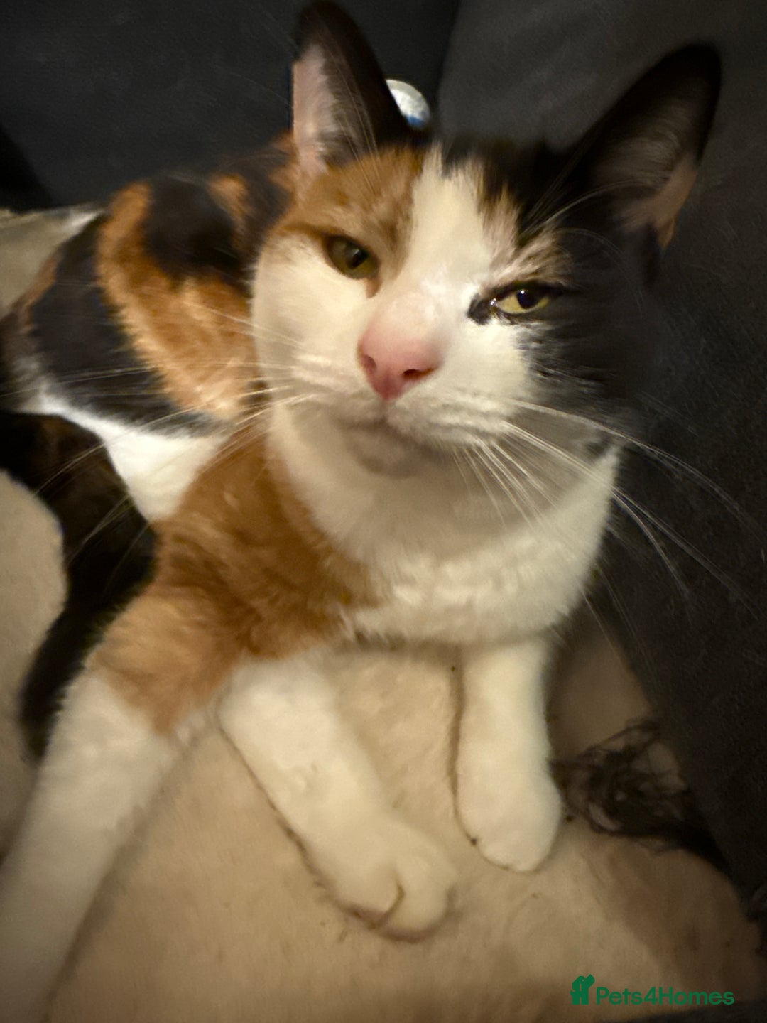 Mixed Breed cats for sale: Beautiful mixed coloured moggies  - Advert 6