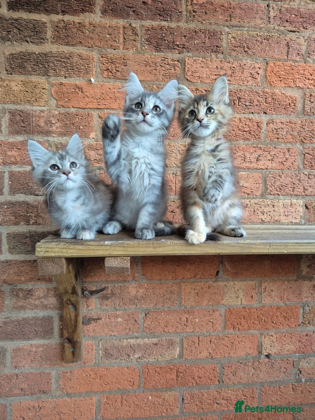 Maine Coon cats for sale: 2 Boys 3 girls Maine Coones kittens - Advert 7