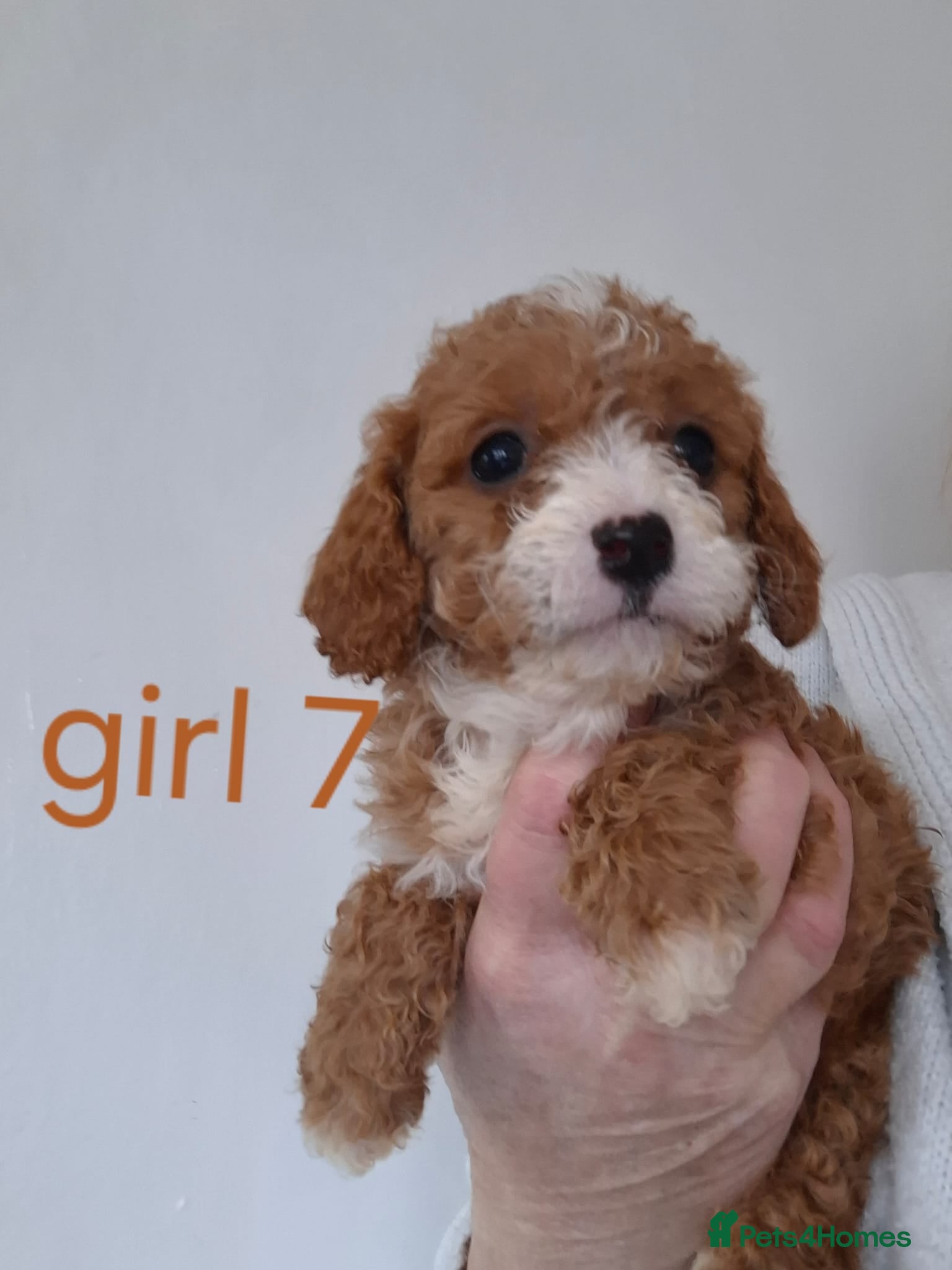 Cavapoo dogs Cavapoo beautiful 😍 litter rare fox red ♥️  - Advert 1