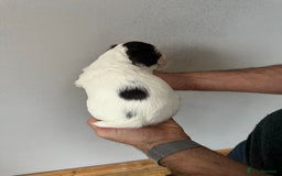 Cocker Spaniel dogs for sale: Beautiful litter of KC working cocker spaniels - Image 7