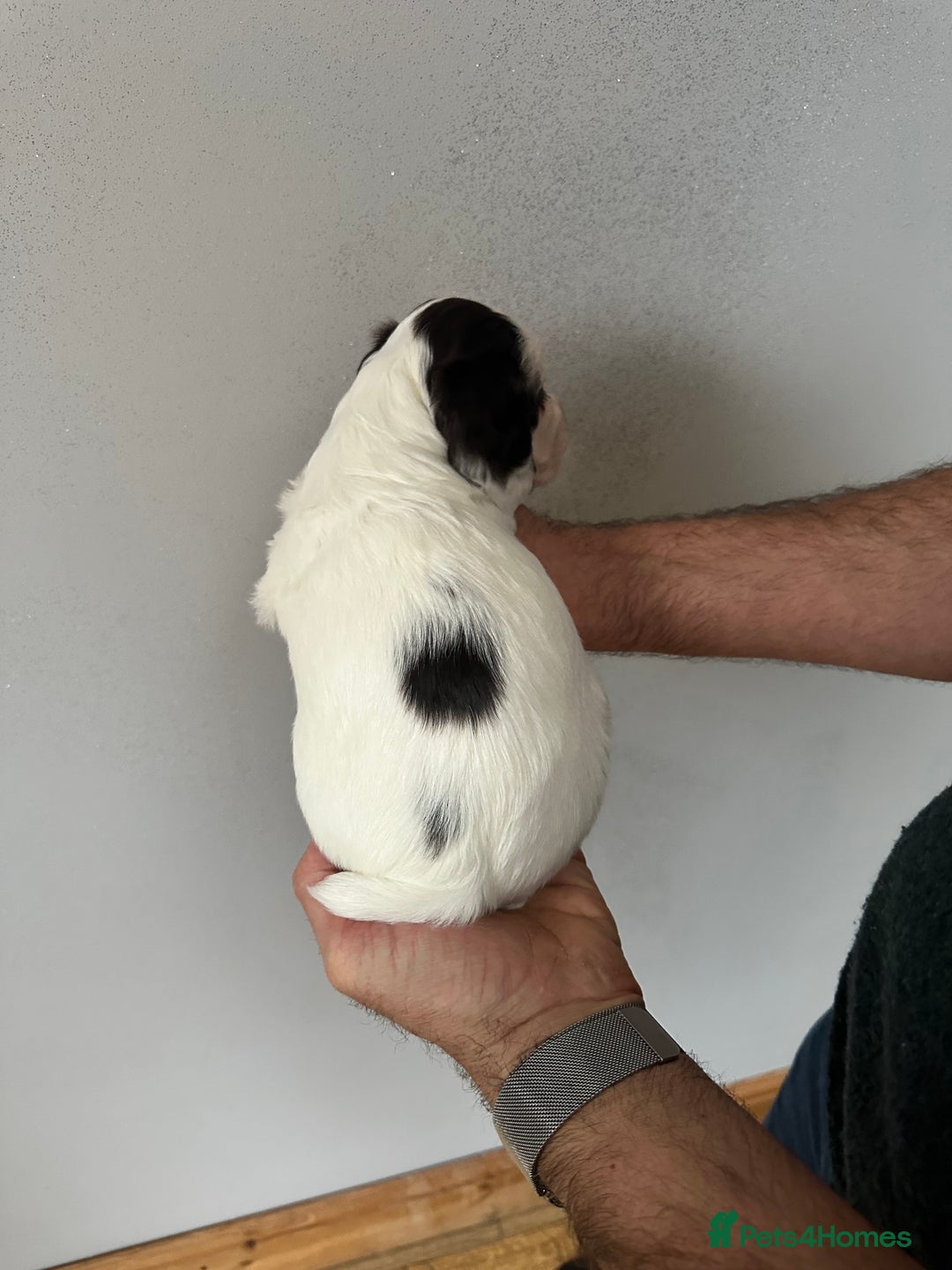 Cocker Spaniel dogs for sale: Beautiful litter of KC working cocker spaniels - Image 7