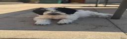 Cockapoo dogs for sale: 2 beautiful F1 cockapoo puppies  - Advert 8