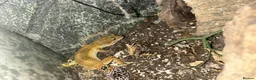 Leopard Gecko reptiles for sale: Leopard gecko lizards - Advert 2