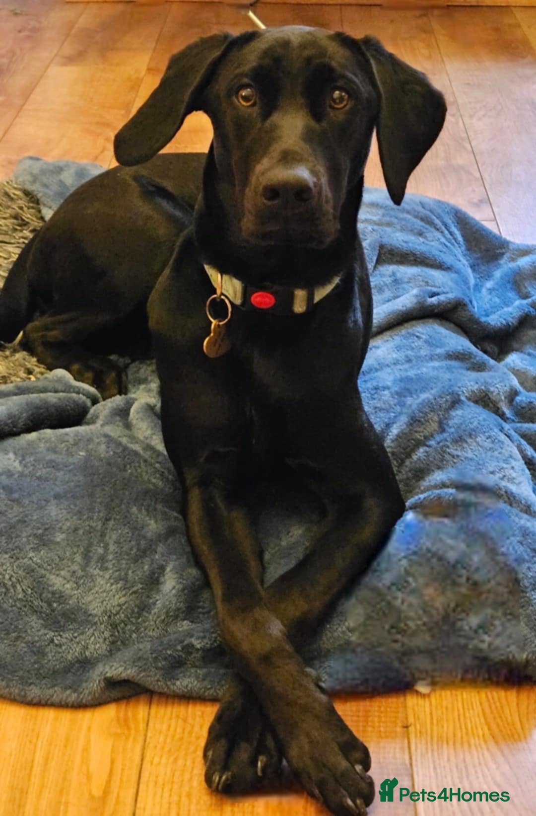 Mixed Breed dogs for sale: Doberdor - 14 Months Old - Advert 1