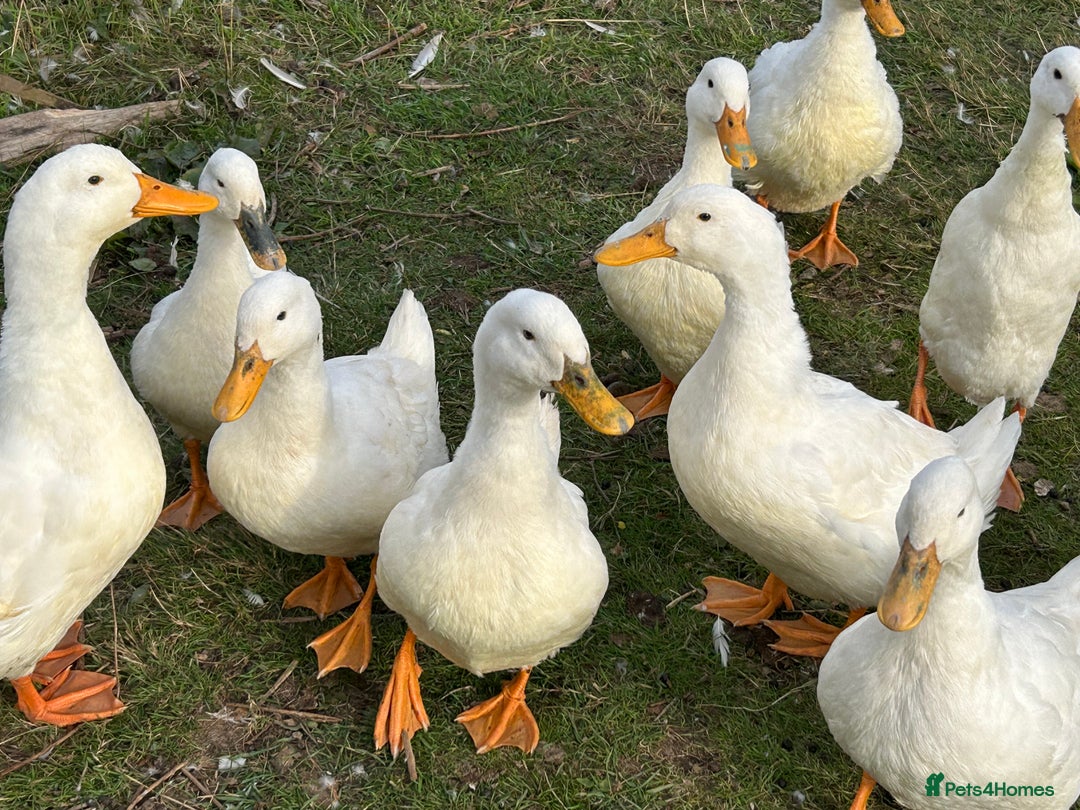 Ducks poultry for sale: Ducks for sale - Image 4