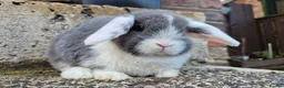 Mini Lop rabbits for sale: 2 mini lops left 1 boy 1 girl  - Advert 4
