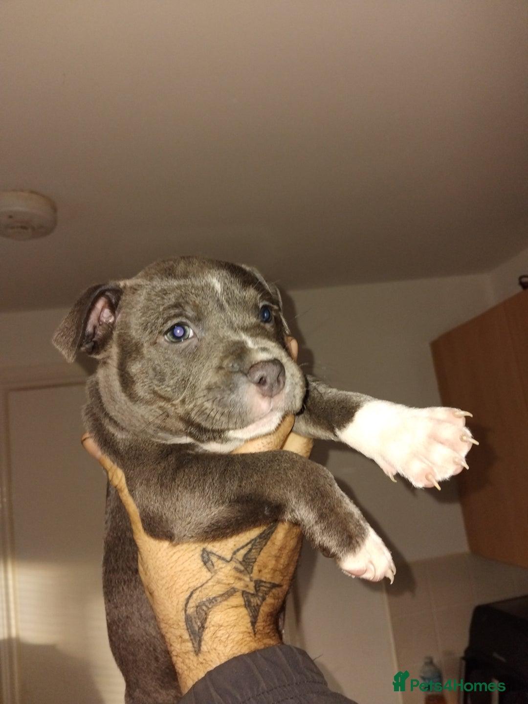 Staffordshire Bull Terrier dogs for sale: Staffordshire bull terriers - Advert 3