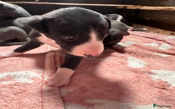 Mixed Breed dogs for sale: ❤️Beautiful whippet x greyhound puppies ❤️ - Image 5