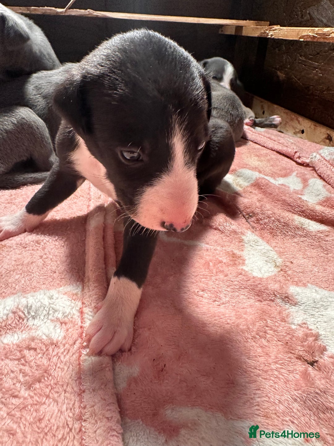 Mixed Breed dogs for sale: ❤️Beautiful whippet x greyhound puppies ❤️ - Image 5