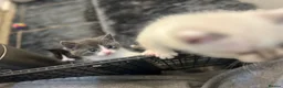 Ragdoll cats for sale: Mixed Russian blue and 1 ragdoll mix  in London - Advert 11