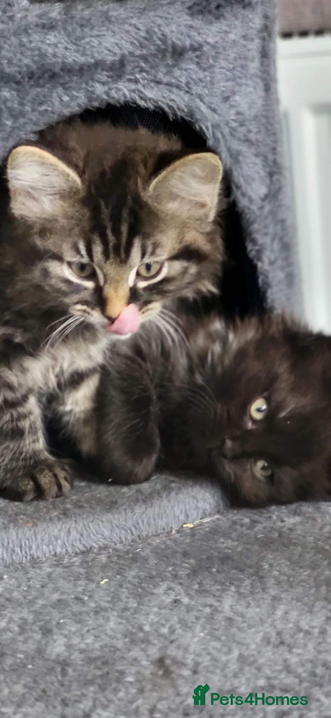 Mixed Breed cats for sale: Fluffy cute kittens  in Deal - Advert 2