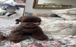 Toy Poodle dogs for sale: Toy Poodle Puppy Black Looking for a Loving Home in London - Image 6