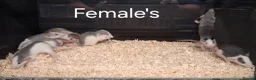 Rat rodents for sale: Baby Dumbo Rat's, Natural , Rex , Nakeds  - Advert 12