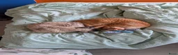 Devon Rex cats for sale: 2x Devon Rex Cats (5years old) in Leighton Buzzard - Advert 8
