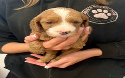 Cockapoo dogs for sale: Fabulous F1B cockapoo puppies available  - Image 1