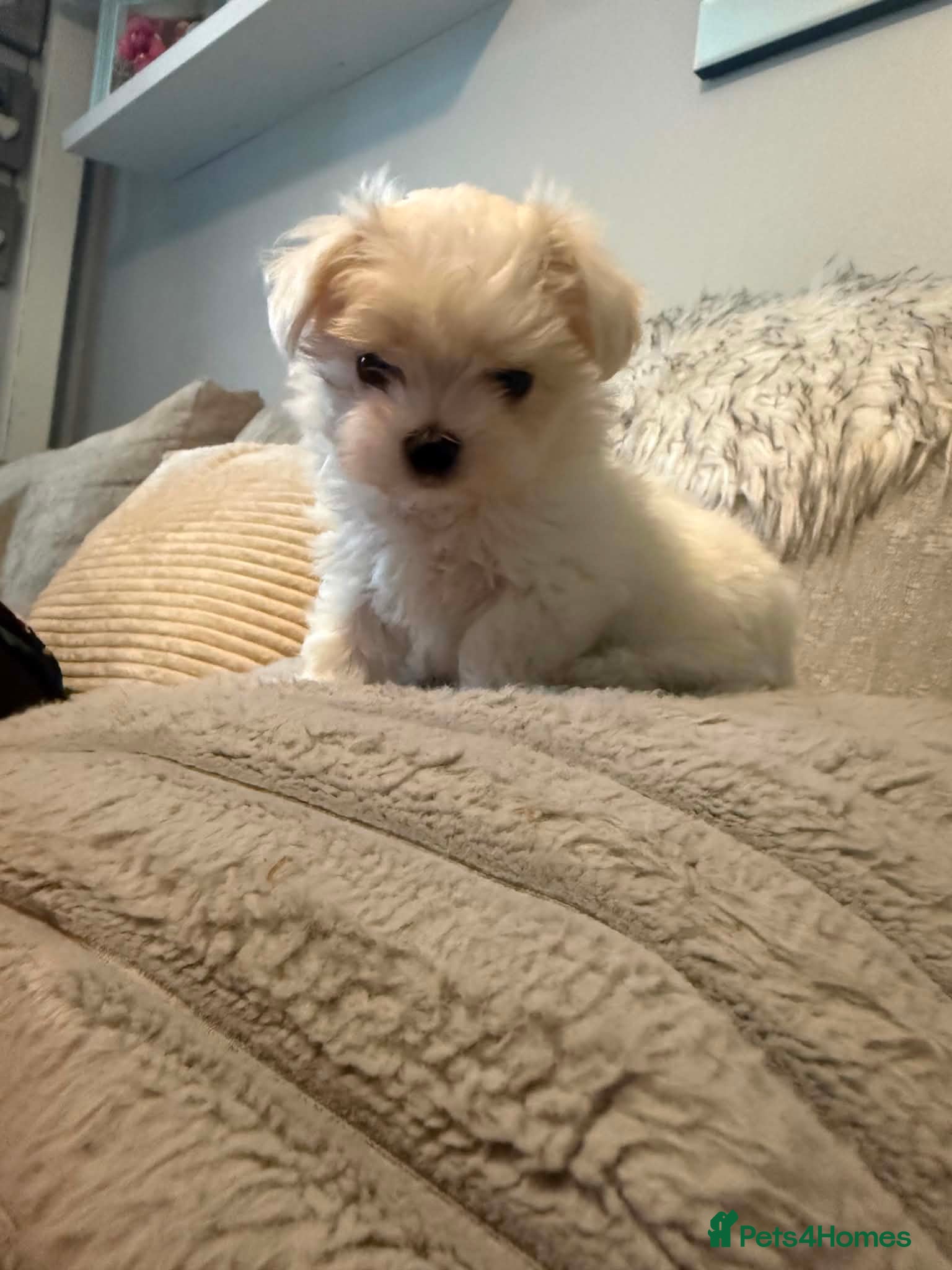 Maltese dogs we have one Tiny little boy available - Advert 8