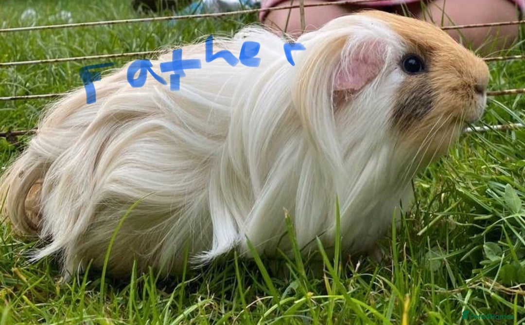 Guinea Pig rodents for sale: Abyssinian long haired  - Image 2
