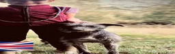 Mixed Breed dogs for sale: Bedlington whippet puppies  - Advert 1