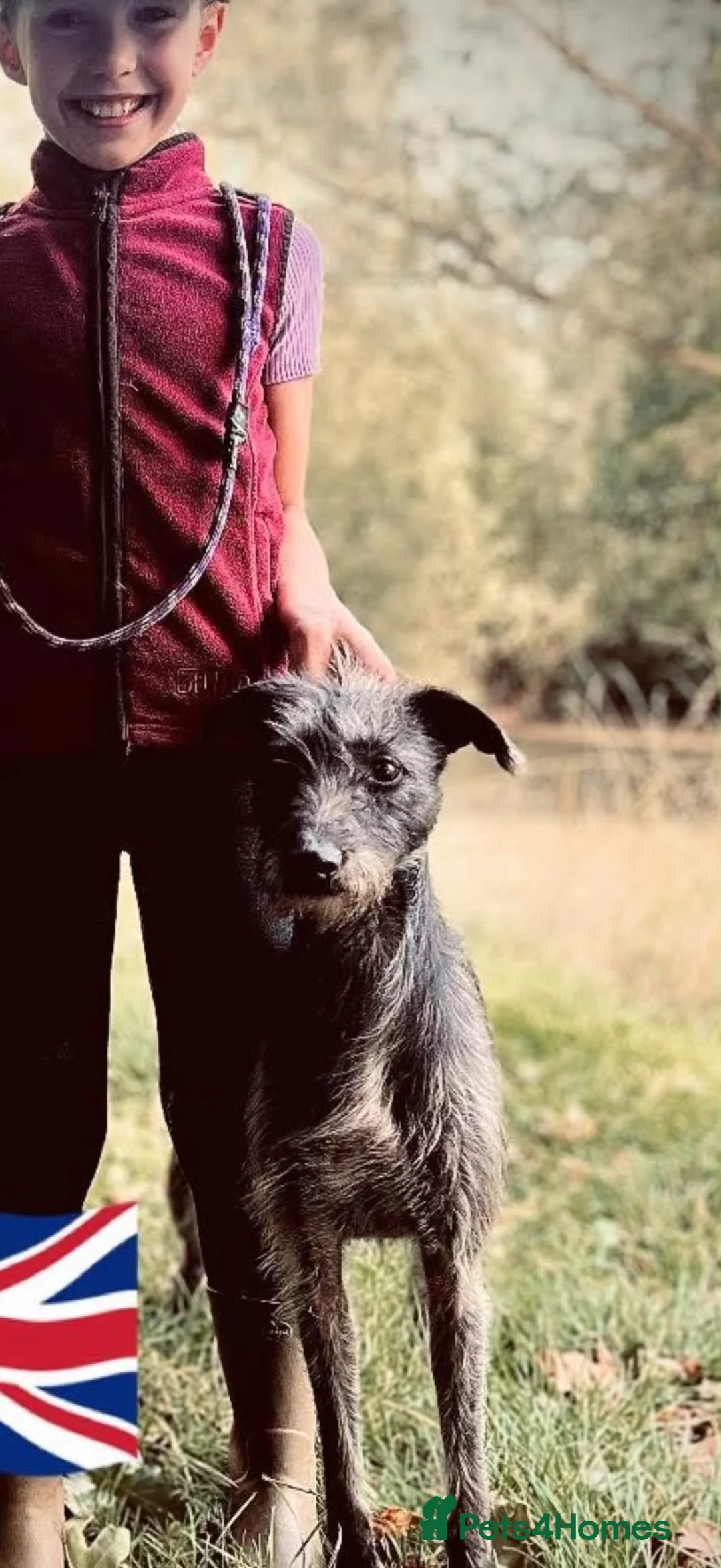 Mixed Breed dogs for sale: Bedlington whippet puppies  - Advert 1