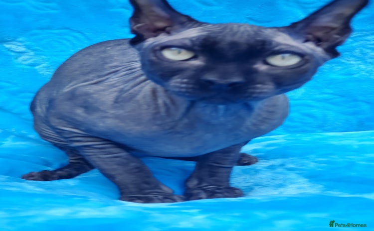 Sphynx cats in Maidstone - Advert 2