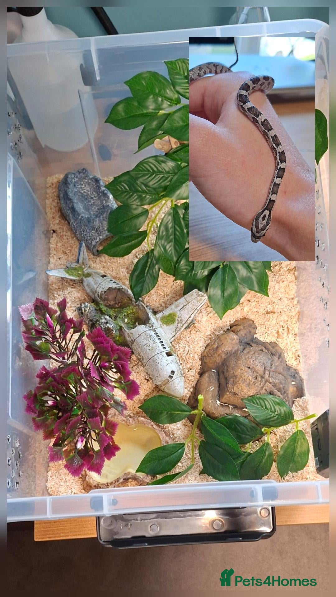 Corn Snake reptiles for sale: Beautiful female anery cornsnake - Advert 1