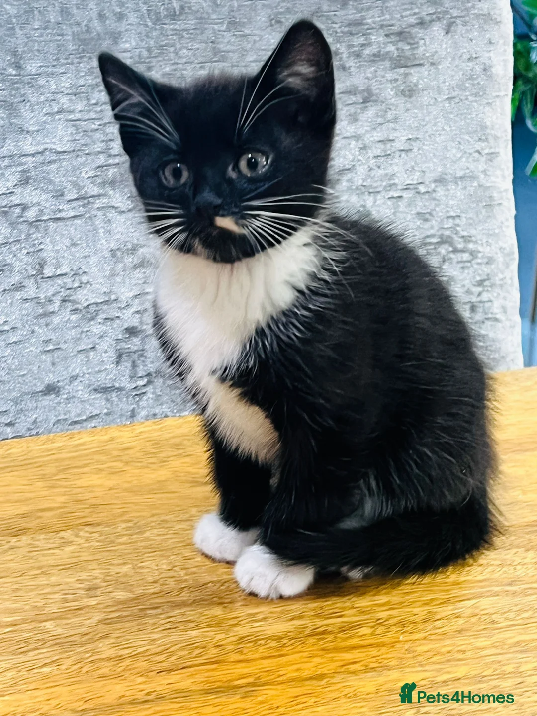 Mixed Breed cats for sale: Adorable kittens for sale 2x female 1x male - Advert 8