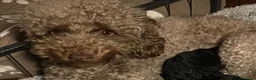Toy Poodle dogs for sale: 3 Pedigree TOY POODLE GIRLS -ready now in Cheshire - Advert 9