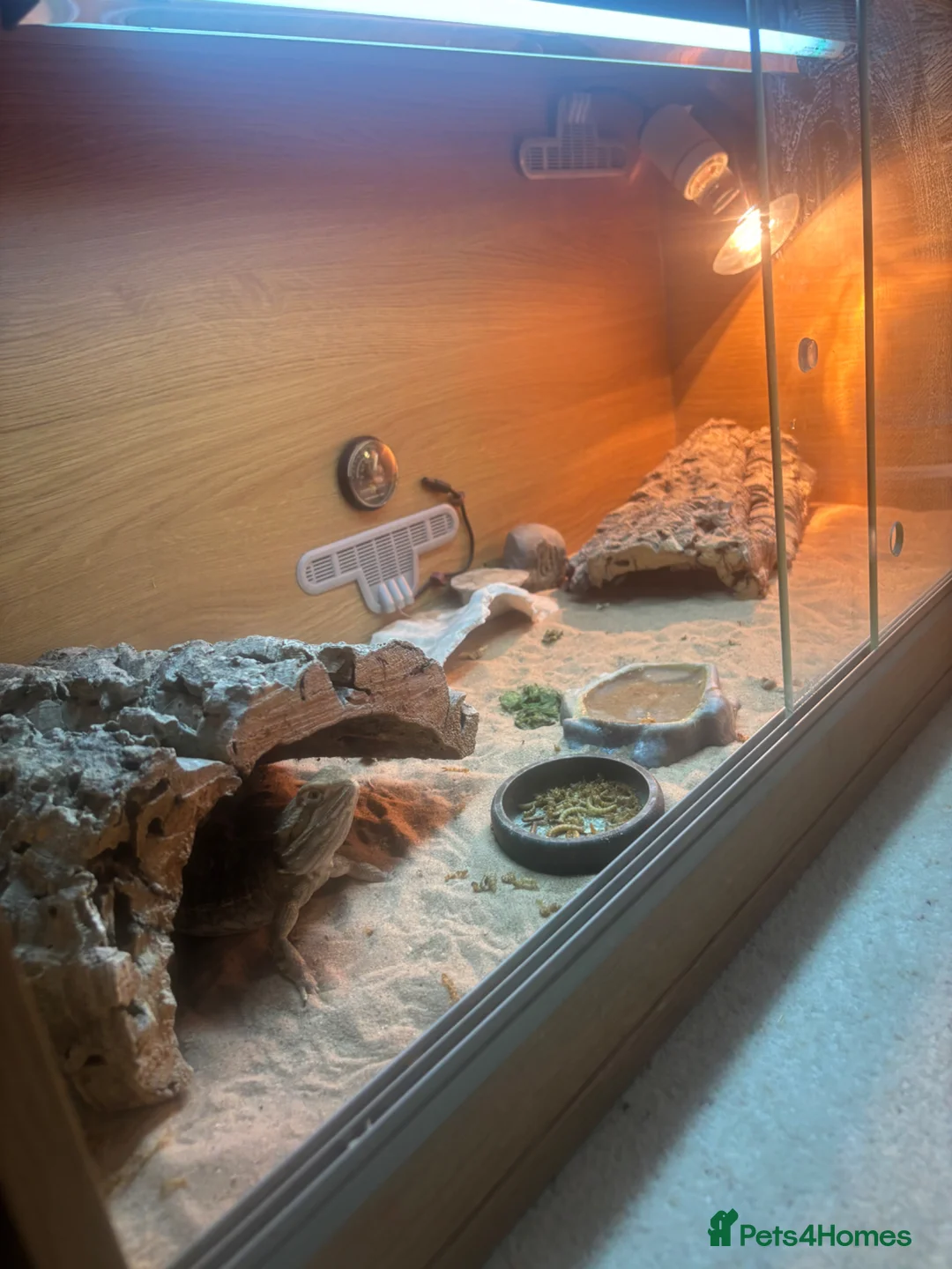 Dragon reptiles for sale: Rankin dragon 2 years old for sale  - Advert 1