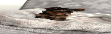 Yorkshire Terrier 2