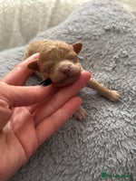 Maltipoo dogs - Advert 2