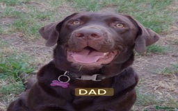 Labrador Retriever dogs for sale: Chocolate Labrador puppies  - Advert 3