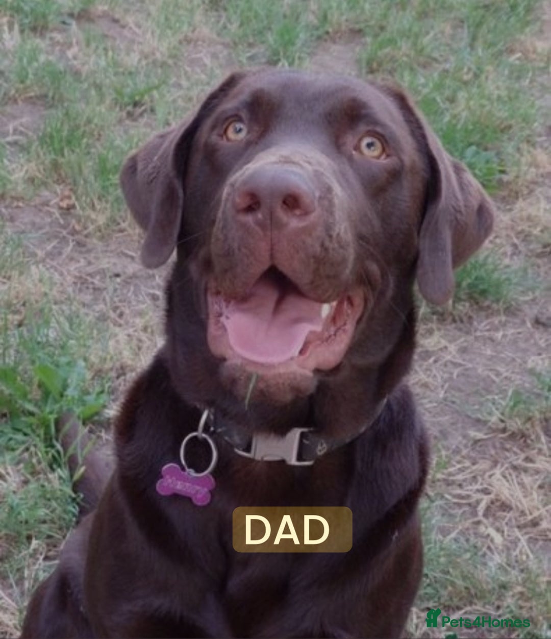 Labrador Retriever dogs for sale: Chocolate Labrador puppies  - Advert 3