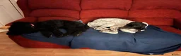 Pointer dogs for adoption: Loki! in Exeter - Advert 3
