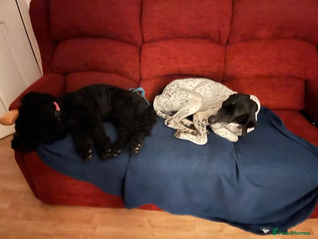 Pointer dogs for adoption: Loki! in Exeter - Advert 3
