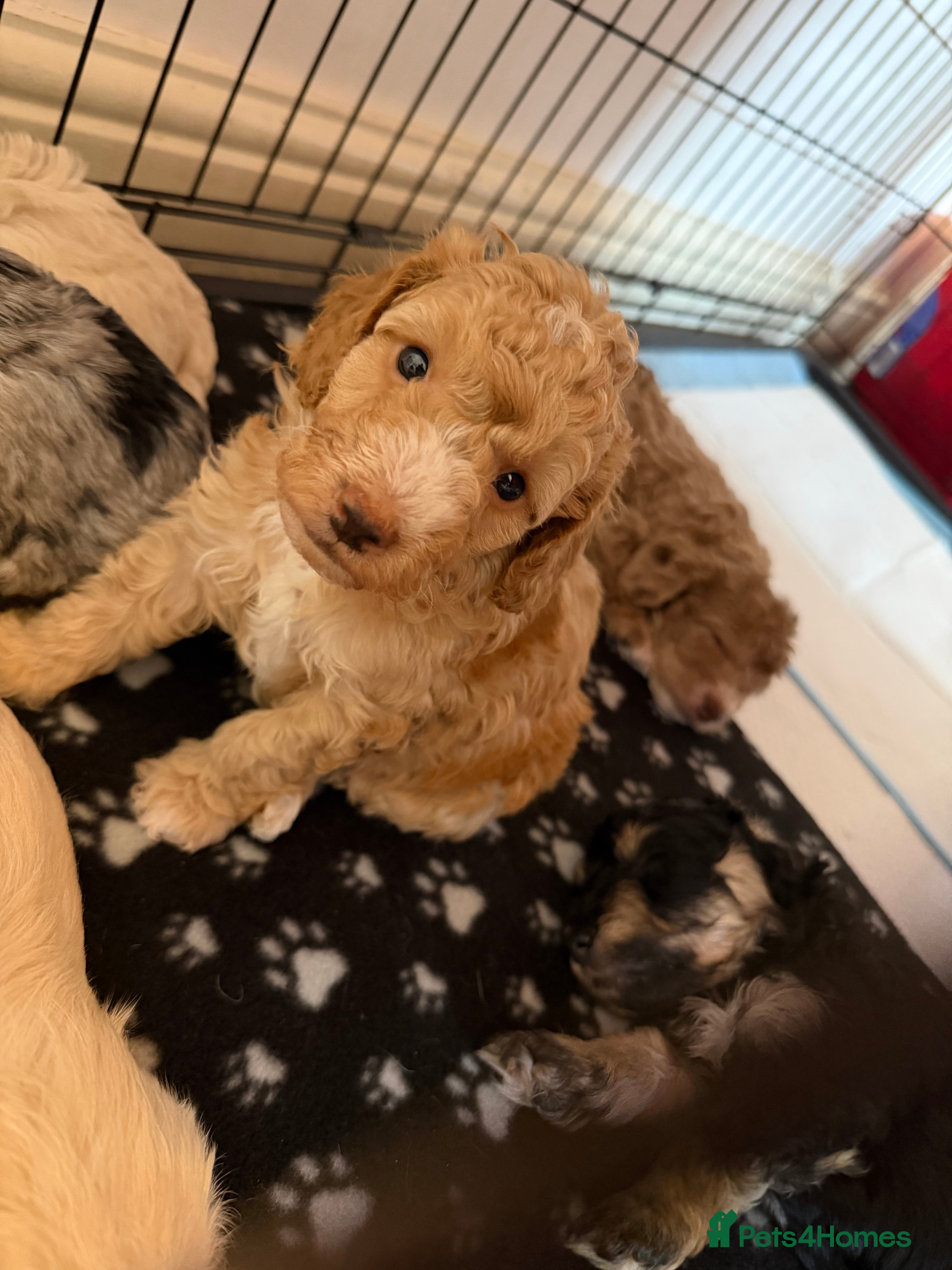 Jackapoo dogs ❌ 3 LEFT ❌ FB1 jackapoo puppies  - Advert 2